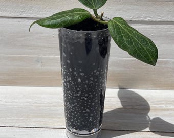 Hoya Fitchii