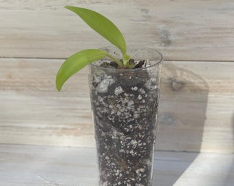 Lemon Lime Philodendron