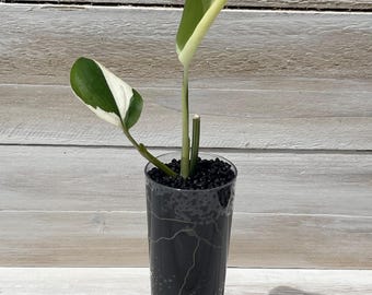 Scindapsus Blue Albo