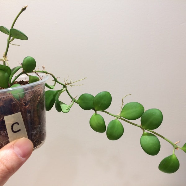 Hoya Heuschkeliana yellow flower rooted cutting (Plant C) - rare hoya - wax plant - unique foliage - houseplant - home decor