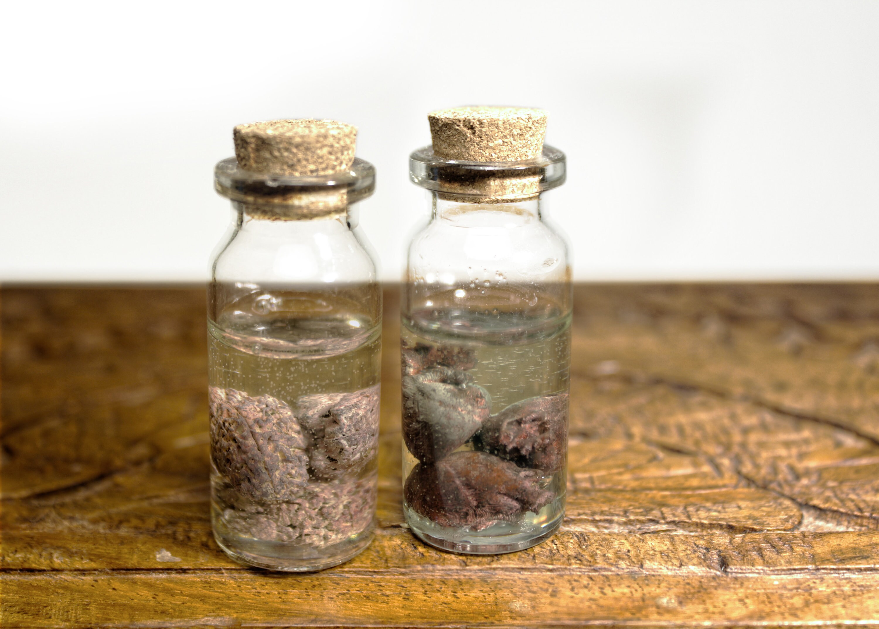 Wet specimens ORGANS / formaldehyde jar with ancient brains Etsy