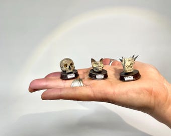 Miniature Taxidermy Skulls | Handmade dragon, cat or human skull desk decor | miniature skulls on plaque | sold per one piece