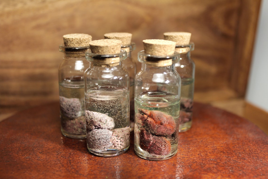 Wet specimens ORGANS / formaldehyde jar with ancient brains Etsy
