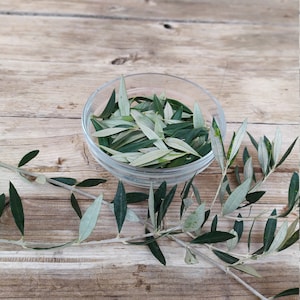 Olive branches, set of 10 - 50 fresh olive stems and leaves, Greek olive branches