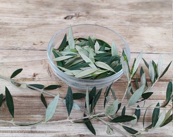 Ramas de olivo, juego de 10 - 50 tallos y hojas de olivo fresco, ramas de olivo griego
