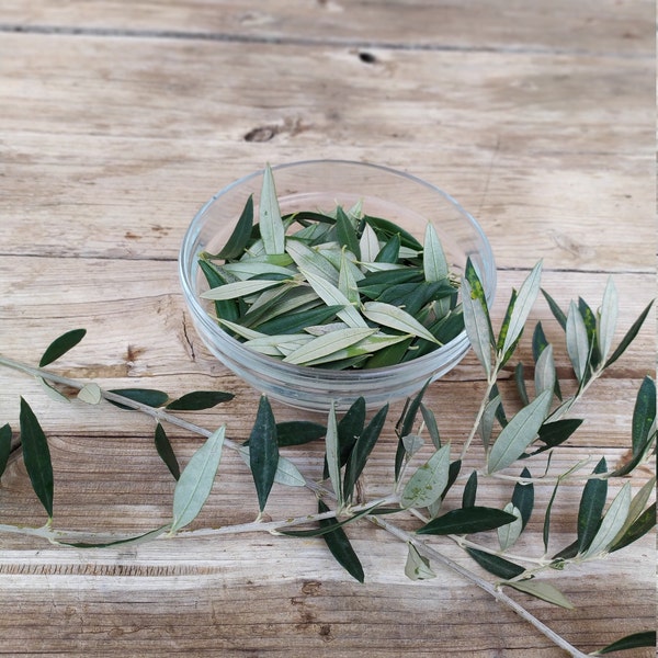 Olive branches, set of 10 - 50 fresh olive stems and leaves, Greek olive branches