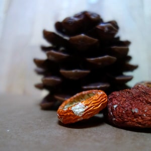 Dried Red Woodland Toadstool Cap | Rustic Fairy Decor | Cottagecore Ornament | A.M. Collection - 2026 harvest