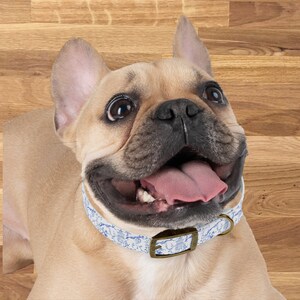 Op de afbeelding: Een Franse Bulldog met een wit en blauw gepatroneerd hondenhalsband met een messing gesp. De hond kijkt omhoog met zijn mond open en tong naar buiten.