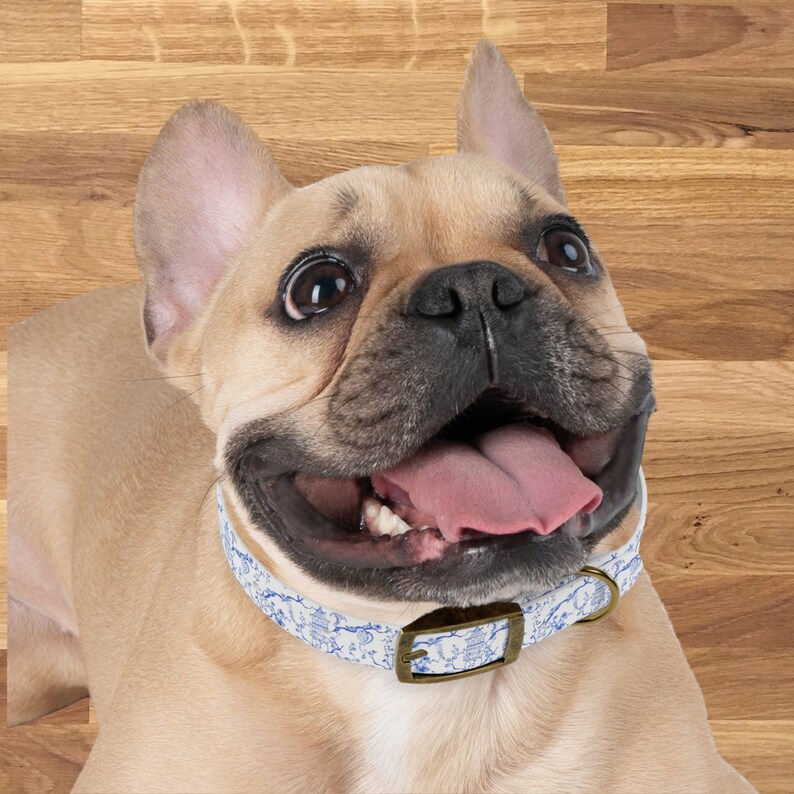 Op de afbeelding: Een Franse Bulldog met een wit en blauw gepatroneerd hondenhalsband met een messing gesp. De hond kijkt omhoog met zijn mond open en tong naar buiten.