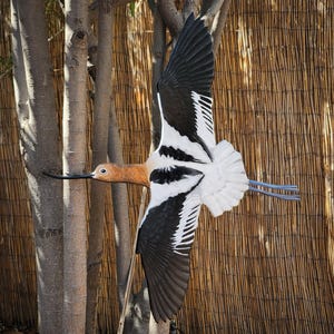 American Avocet - Wooden Wall Art, Handmade, Painted Bird on Wood
