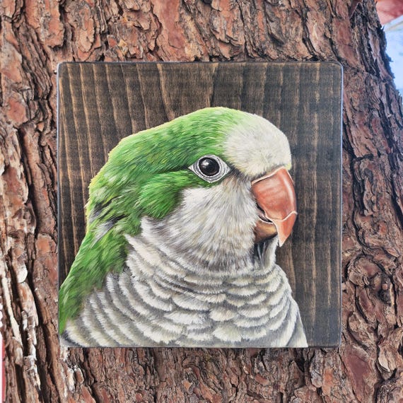 Monk Parakeet Oil Painting on Wood, Exotic Bird Wall Art, Parrot