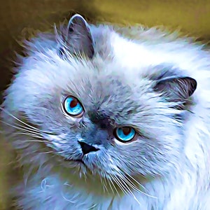 May include: A close-up of a fluffy white cat with blue eyes. The cat's fur is soft and appears to be long and thick. The cat's eyes are bright blue and stand out against the white fur.