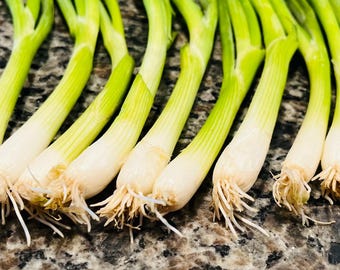10x Green Onion Live Bare Roots: Fast-Growing Scallions