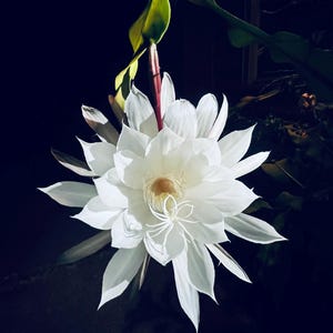 Night Blooming Cereus (Epiphyllum oxypetalum) - 2x cuttings (6 inches long) *rare