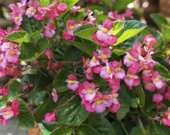 Dragon Wing Pinkish-Purple Begonia *Rare | Live Plant or Rooted Cutting | Indoor Flowering Houseplant