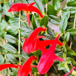 May include: Close-up of a vibrant plant with bright red, tubular flowers. The flowers have a unique shape, with a slender, curved form and a delicate, yellow stamen. The plant's green leaves provide a lush backdrop, creating a striking contrast.