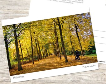 Postcard » Münster - Promenade in golden autumn | Münster photo | 2011-PK ms-foto