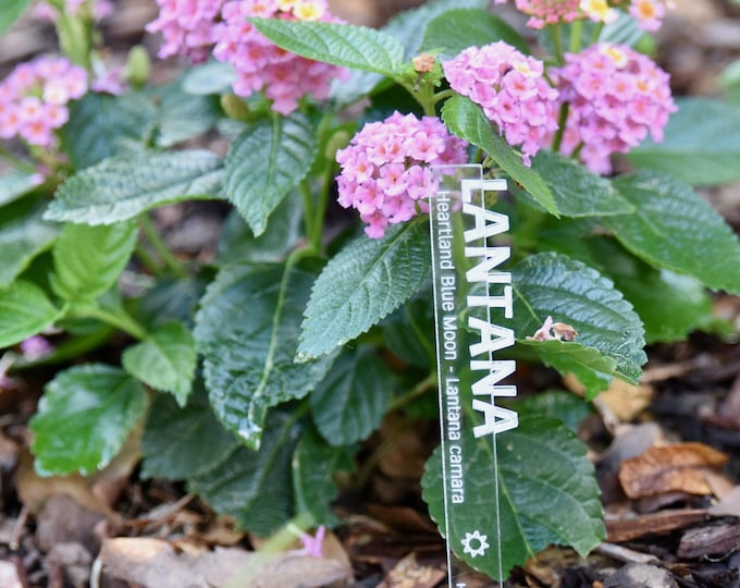 Acrylic Garden Markers Engraved Name Tags for Garden Landscaping & Outdoor Use