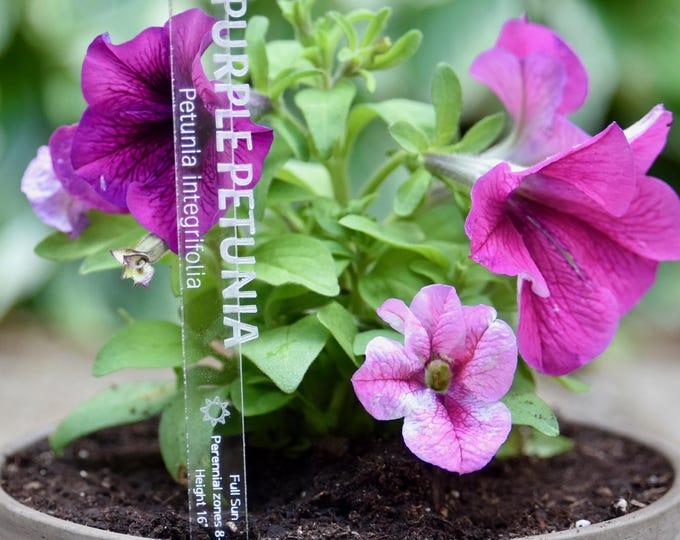 Acrylic Garden Stake Plant Identifier Tag Personalized Herb Marker For Garden Decor Modern Minimalist Design Plant Label Name Engraved Set