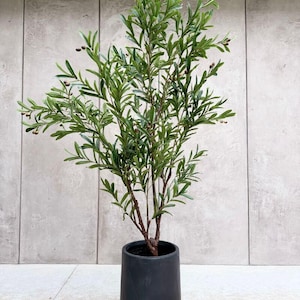 Unechter olivenbaum