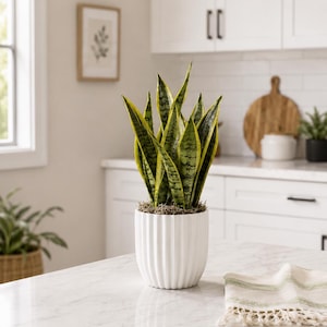 May include: A snake plant with variegated green and yellow sword-shaped leaves potted in a white, vertically ribbed ceramic planter. The plant base is covered with a layer of dried moss, and the leaves stand upright in a dense, clustered arrangement.