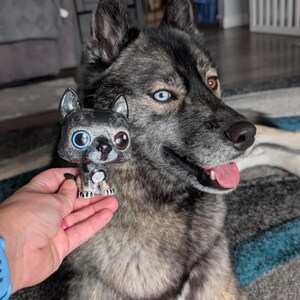 May include: A gray and black husky dog with blue and brown eyes is looking to the right. The dog is holding a small gray and black figurine of a dog with blue eyes.