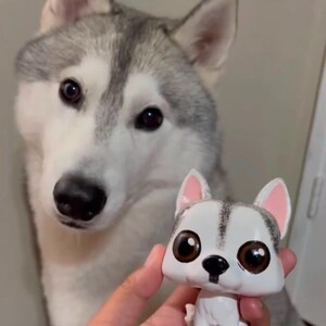 May include: A gray and white husky dog looks at a small white toy husky dog with big brown eyes. The toy dog has pink ears and a black nose.