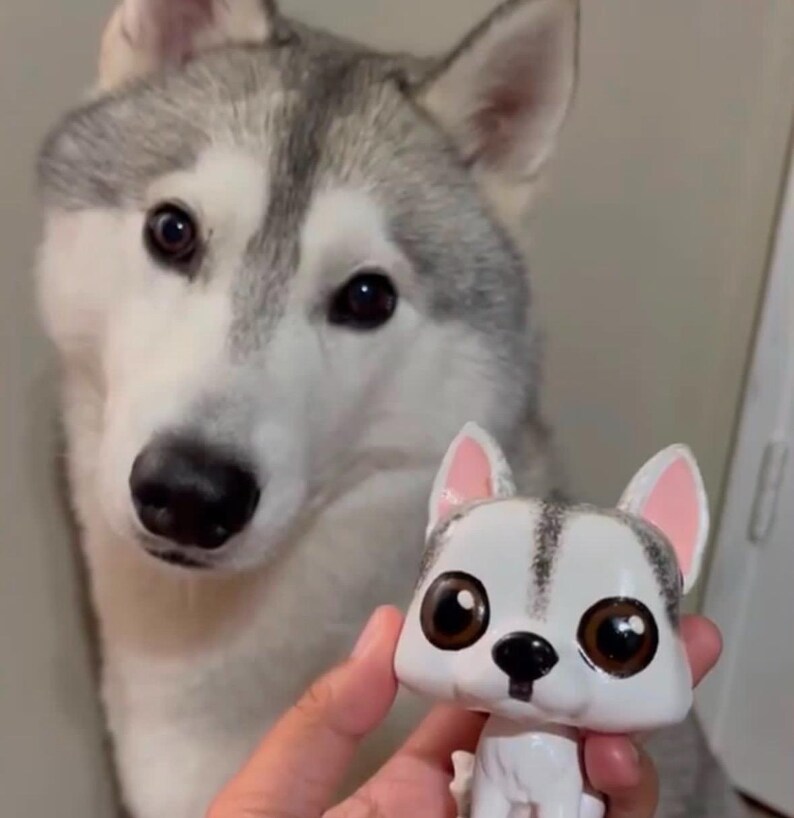 May include: A gray and white husky dog looks at a small white toy husky dog with big brown eyes. The toy dog has pink ears and a black nose.