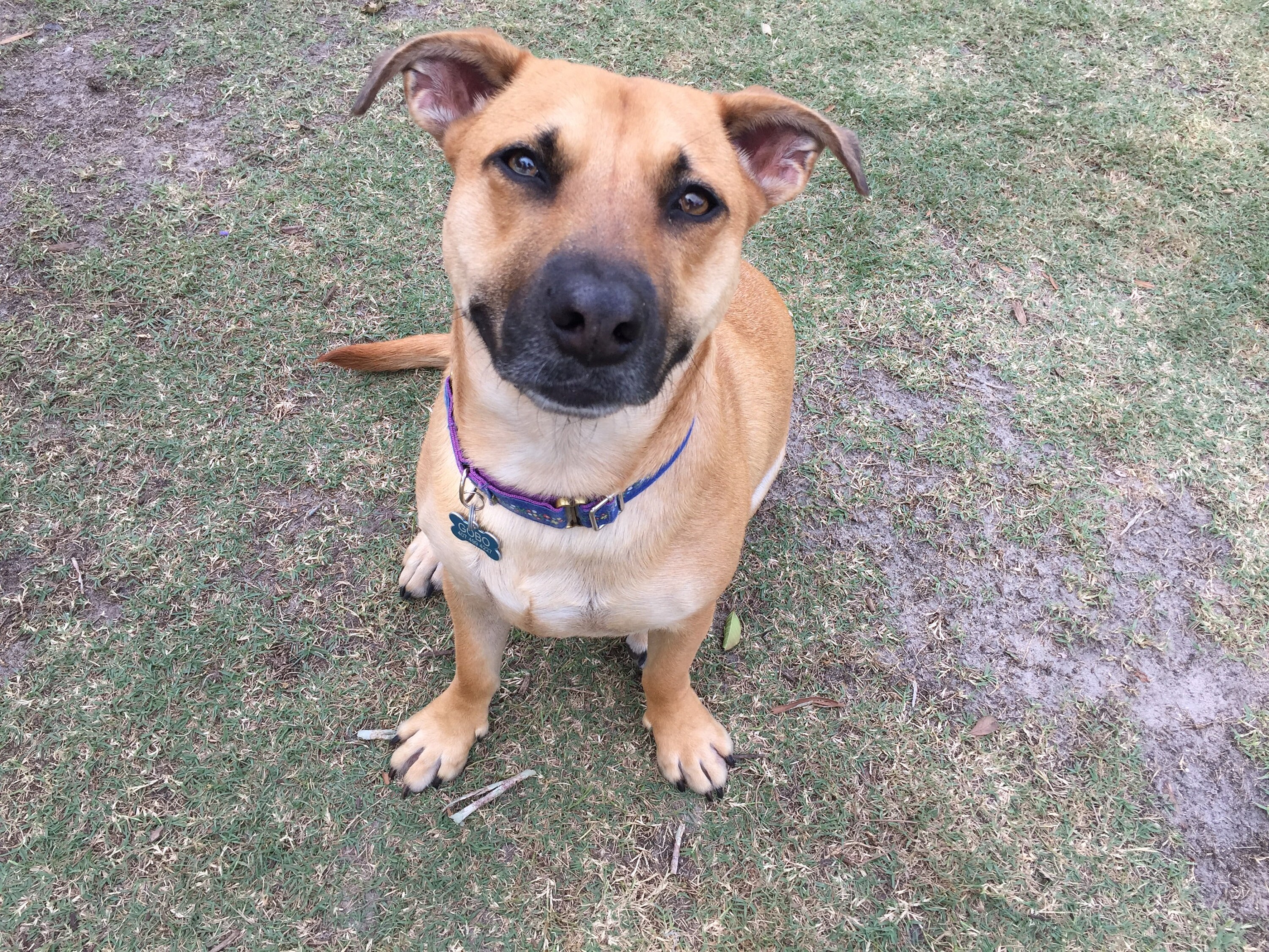 Custom dog Sweatshirt custom embroidered sweatshirt Etsy