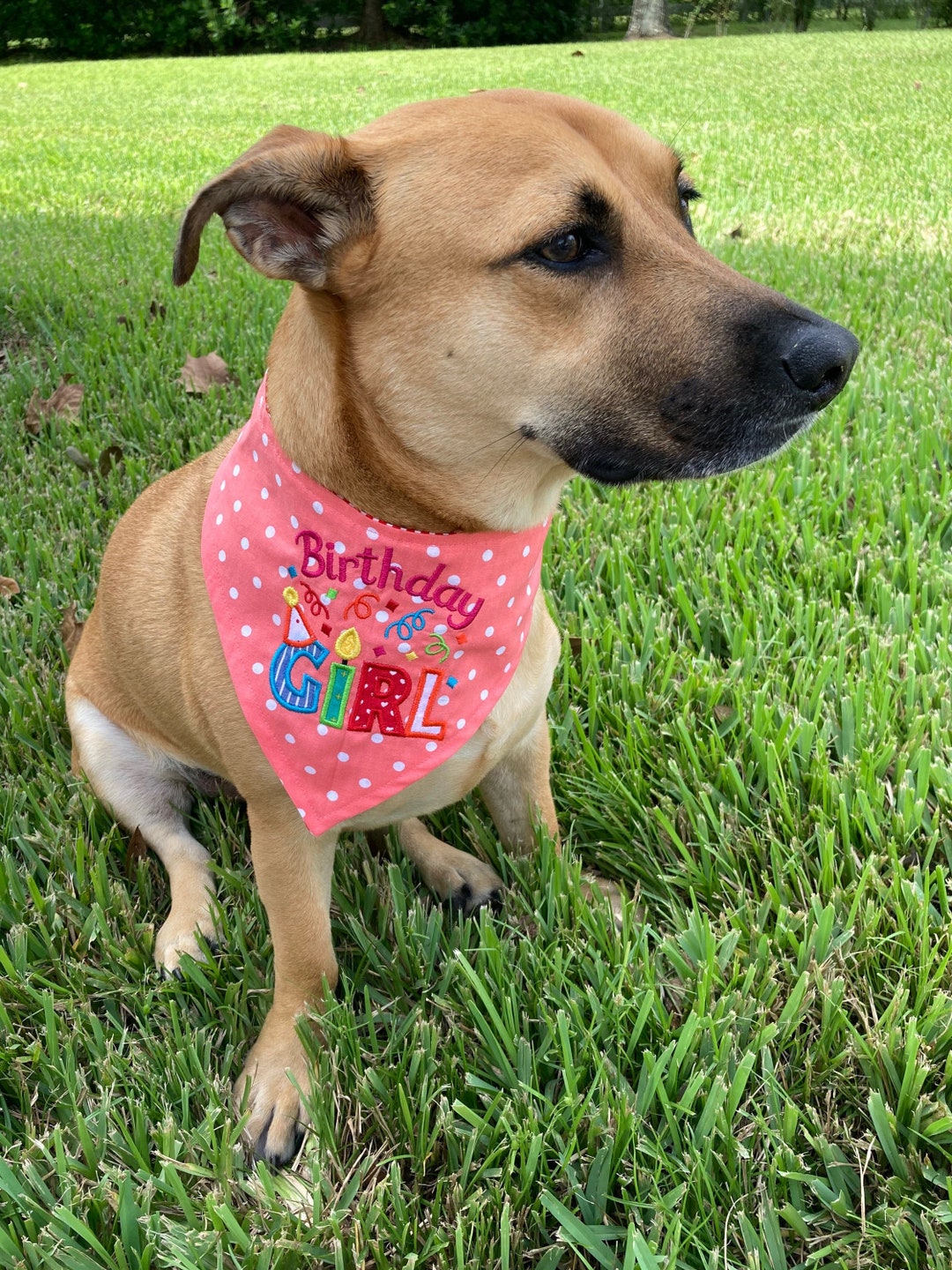 Birthday Girl Dog Bandana, Snap on Dog Bandana, Birthday Dog Bandana