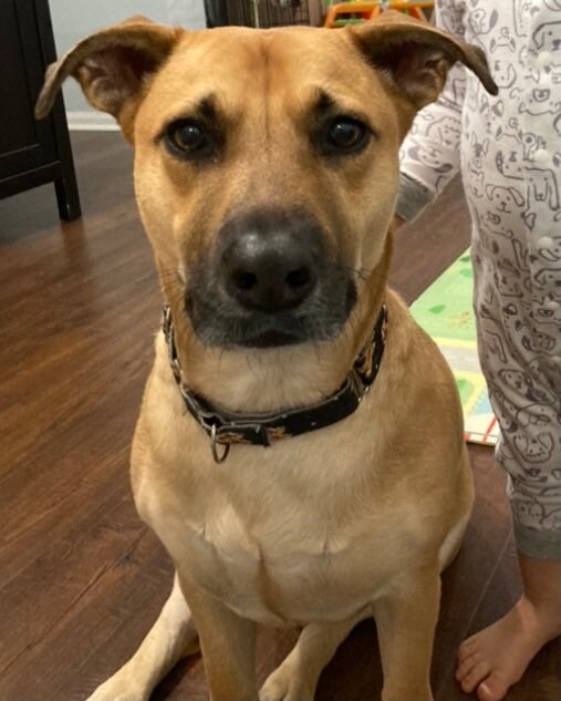 Custom dog Sweatshirt custom embroidered sweatshirt Etsy