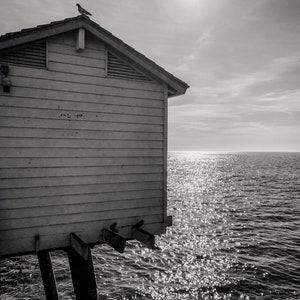 Bird House - San Clemente, CA