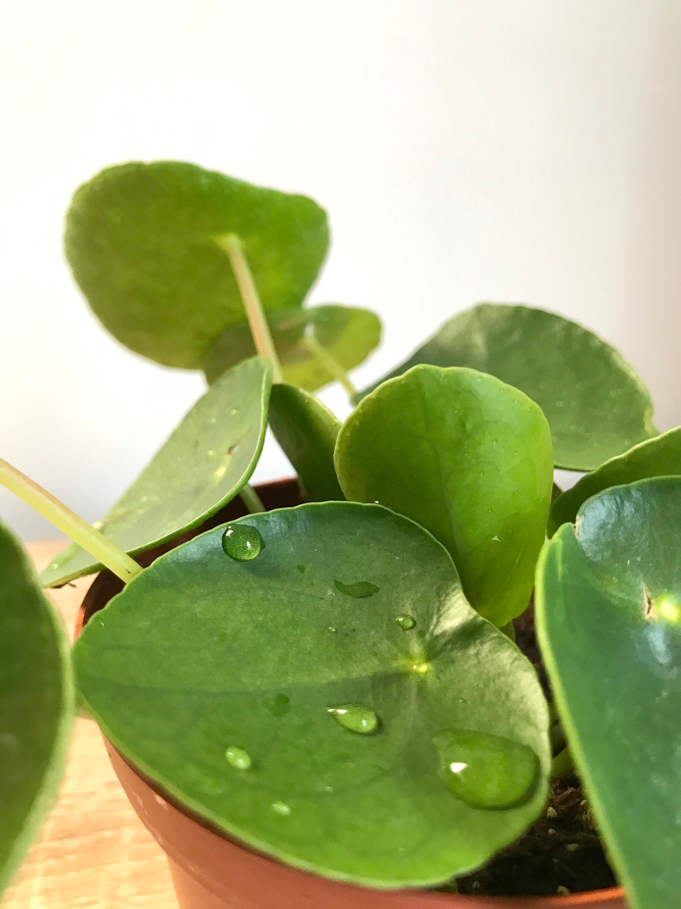 Pilea Peperomioides 4 Pot Etsy