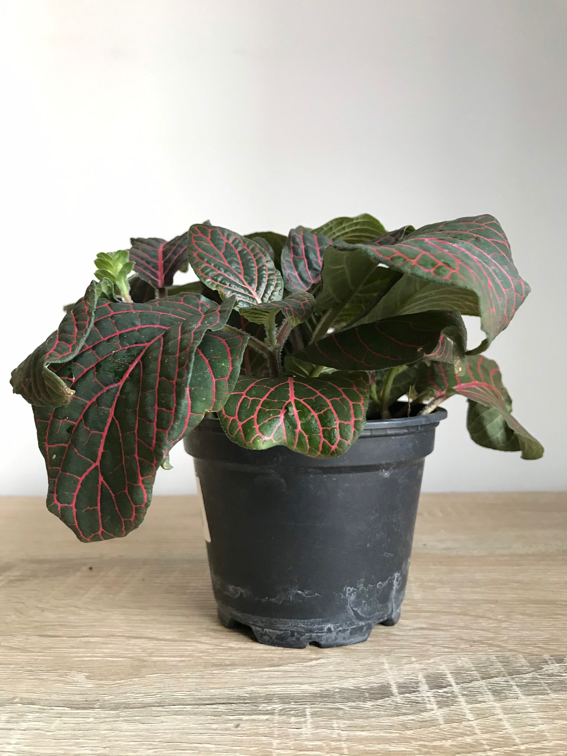 Nerve Plant Fittonia 4 pot Etsy