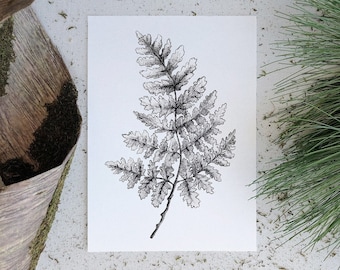 Fern Drawing Etsy