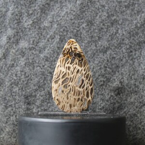 Palm petrified wood cabochon
