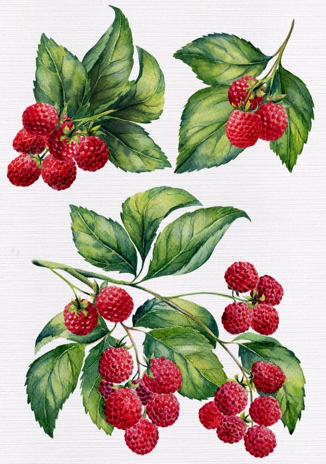 Watercolor Raspberry Clip Art Hand painted Botanical Etsy