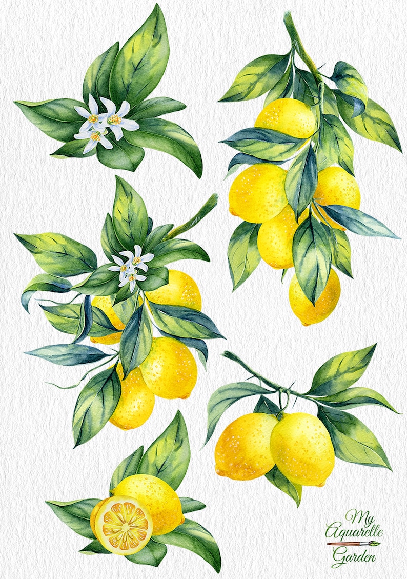 Watercolor lemons Handpainted clip art Botanical DIY Etsy