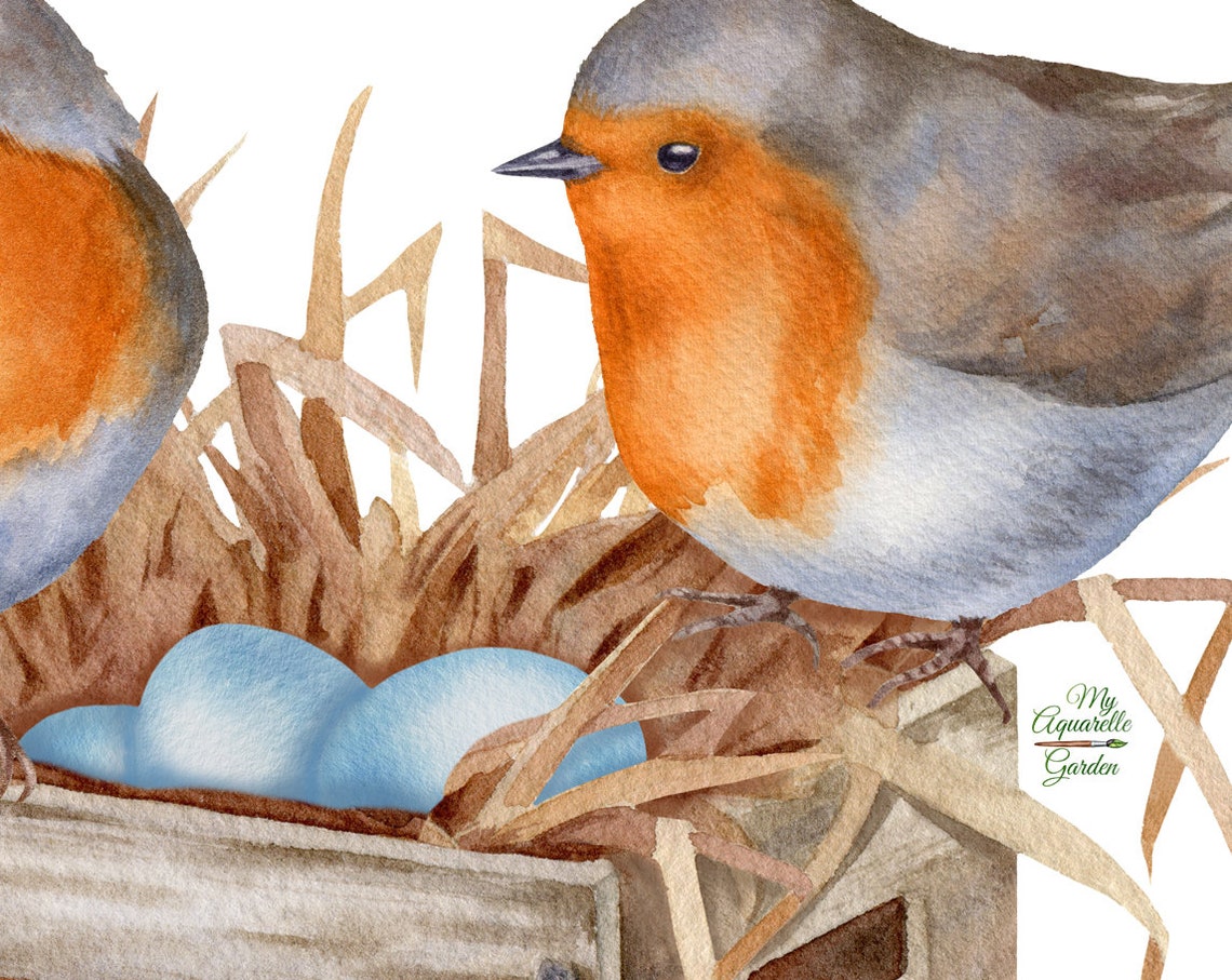 Birds Nests Clipart Bluebird Titbird Robbin Bird Wren Apple Etsy