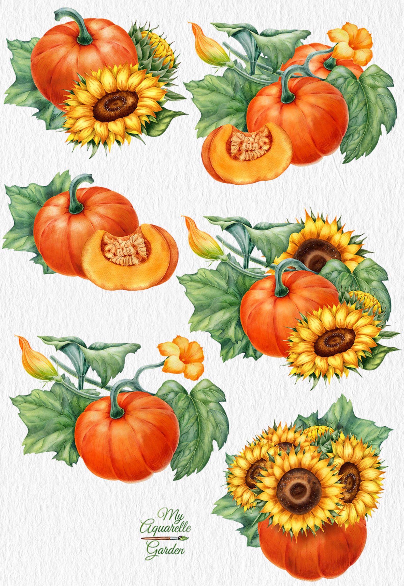 Watercolor pumpkins sunflowers clip art Hand-painted Botanical | Etsy