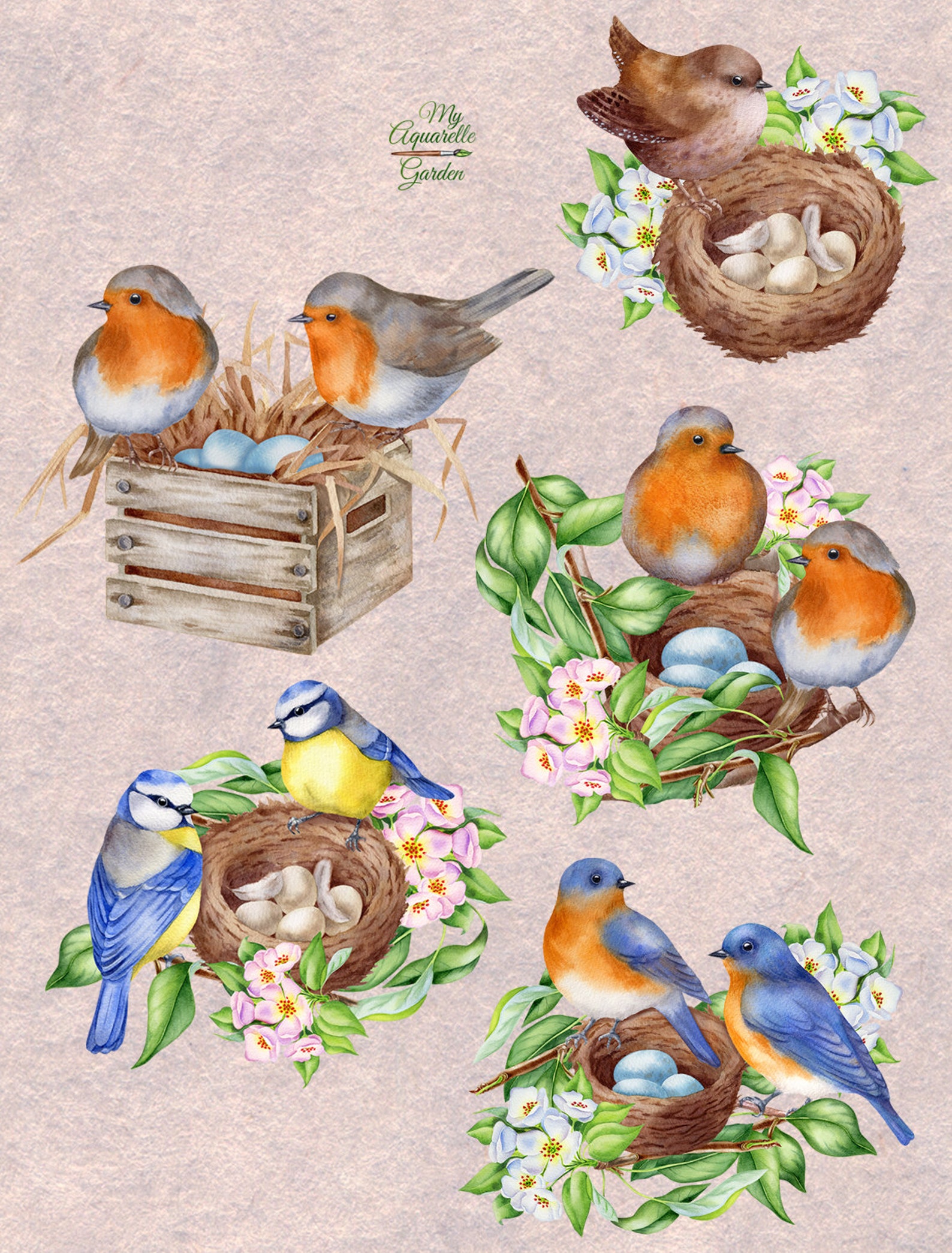 Birds Nests Clipart Bluebird Titbird Robbin Bird Wren Apple Etsy