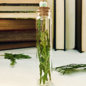 Dried Cedar Leaf in Glass Vial with Aventurine / Kitchen Witch / Apothecary Decor / Witch Herbs /  Witch Decor / Witchcraft / Witchy Gift