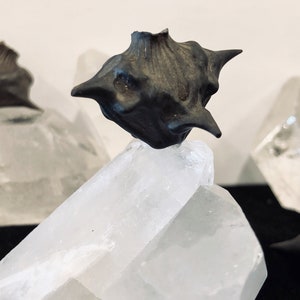 Devil Pods, Water Caltrop Seed, Batnut / Kitchen Witch / Apothecary / Curiosity / Cabinet de Curiosite / Witchcraft, Witchy Things, Occult