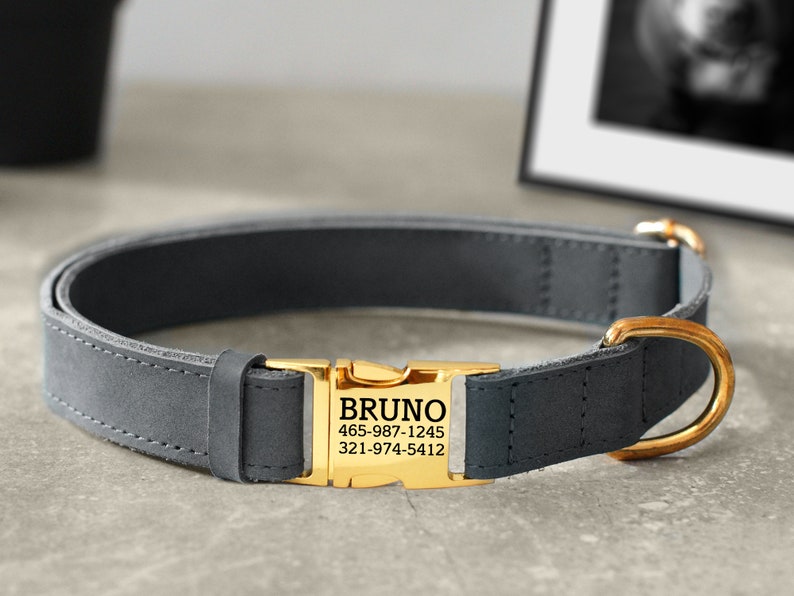 May include: A gray leather dog collar with a gold metal buckle and a personalized tag that reads "BRUNO 465-987-1245 321-974-5412".