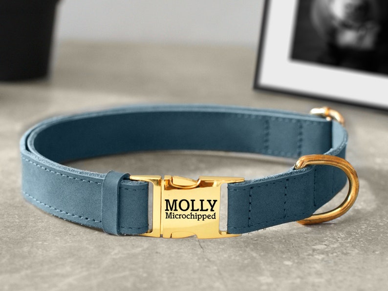May include: A blue leather dog collar with a gold buckle and a gold tag that says "MOLLY Microchipped".