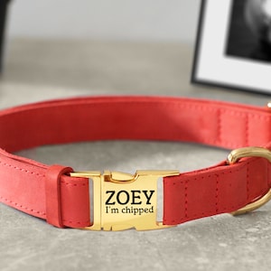 May include: A red leather dog collar with a gold buckle. The buckle has the name "ZOEY" and the text "I'm chipped" engraved on it.