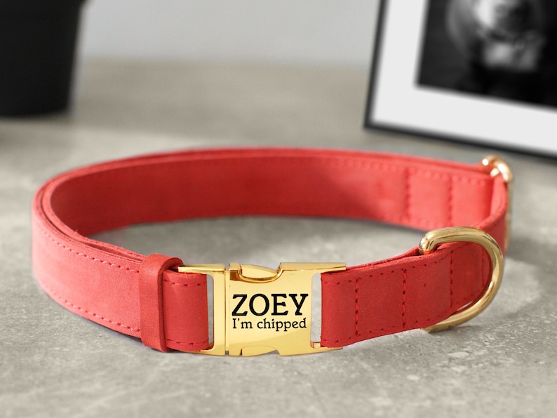 May include: A red leather dog collar with a gold buckle. The buckle has the name "ZOEY" and the text "I'm chipped" engraved on it.