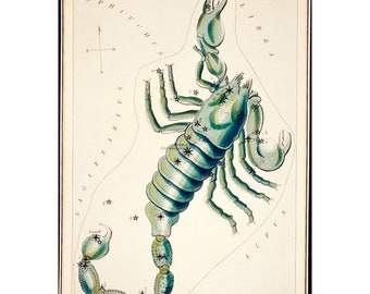 Scorpio Constellation Fine Art Print Antique Lithograph from 1825 - Framed / Unframed