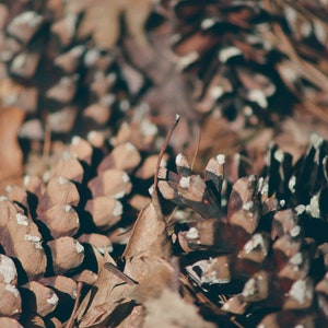 Pine Cones Wall Print; Photo, Decor