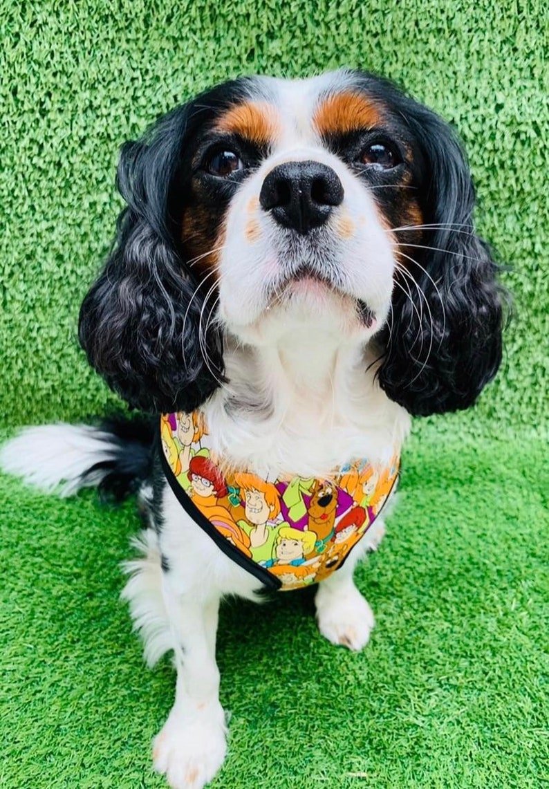 Cavalier King Charles Spaniel Dog Harness soft padded summer Etsy